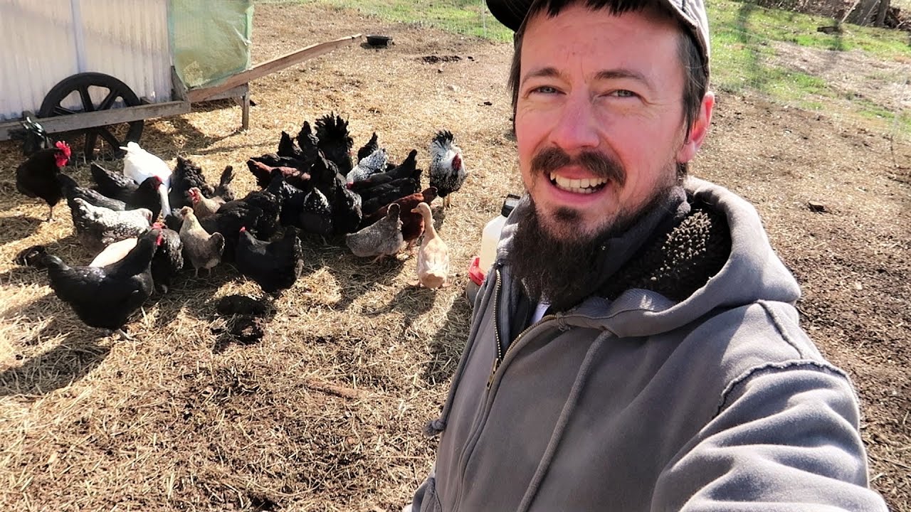 Do They EVEN LIKE It? - Sprouted Chicken Feed - How and Why