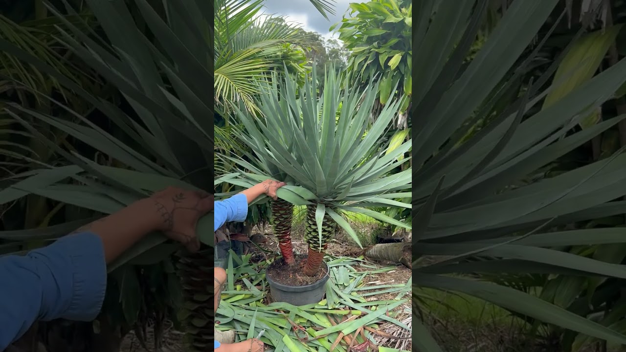 Pruning Dracaena Draco Dragon Tree