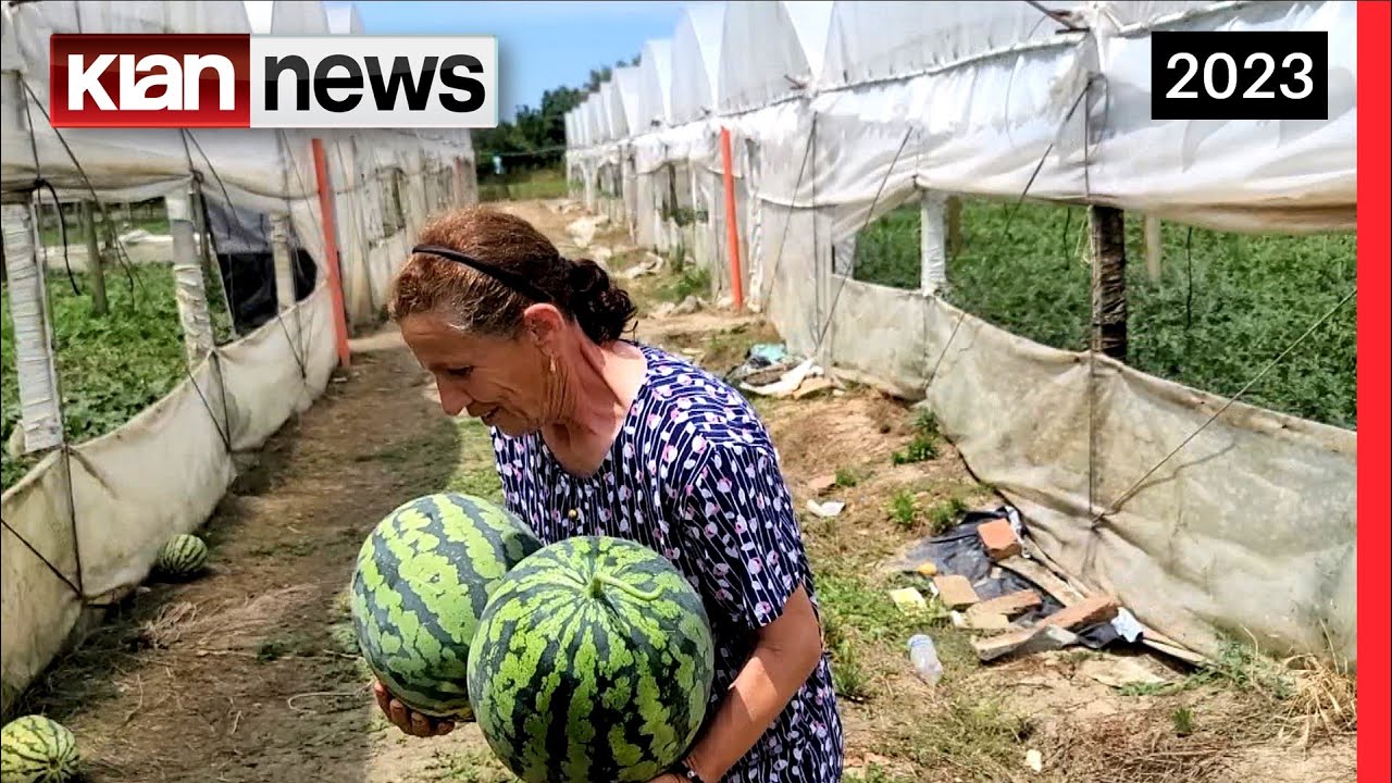 Klan News - Pensionistët, “një jetë” që mbjellin shalqi
