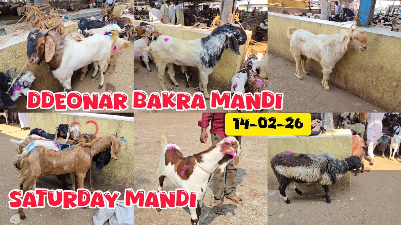 Deonar Bakra Mandi live Update Saturday mandi February 2026| Shandar Bakre Aj Mandi Me |Shah Fazal 