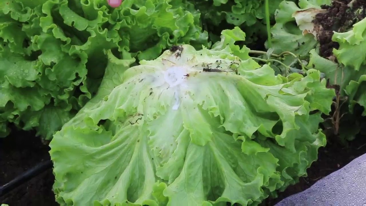 Harvesting Head Lettuce Tips and tricks out the wazoo