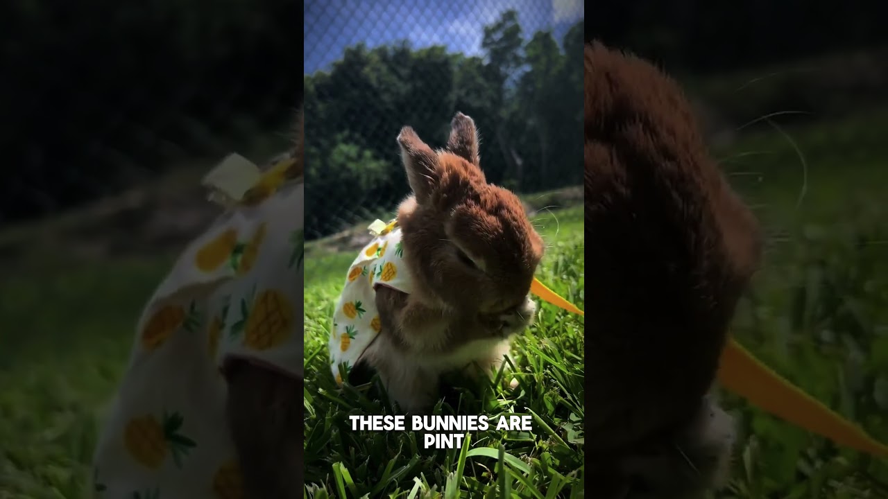 Six interesting bunny breeds you need to know about! 🐰