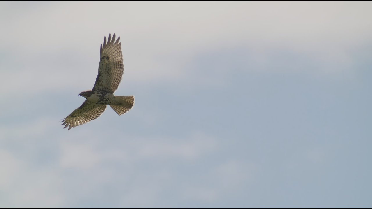 Juvenile Red-tailed Hawk Soaring, 8/22/2024 (4K and HD)