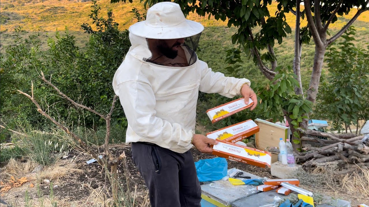 Si te kurojme bletet nga varroa (morri)🦠🦠🦠How to cure the bees from lice 🙉🙉🙉01.08.2022