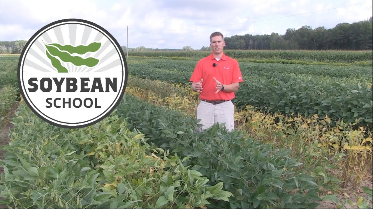 Soybean School: Fighting nematodes with Peking resistance
