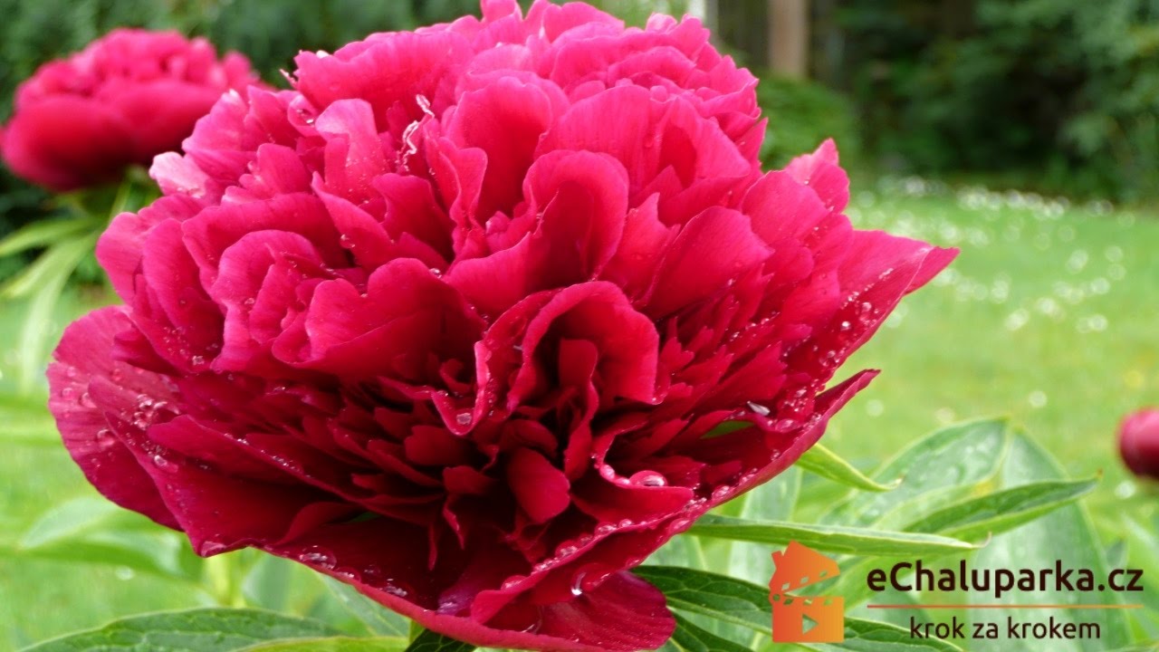 Jak pěstovat bylinné pivoňky. Paeonia herbacea