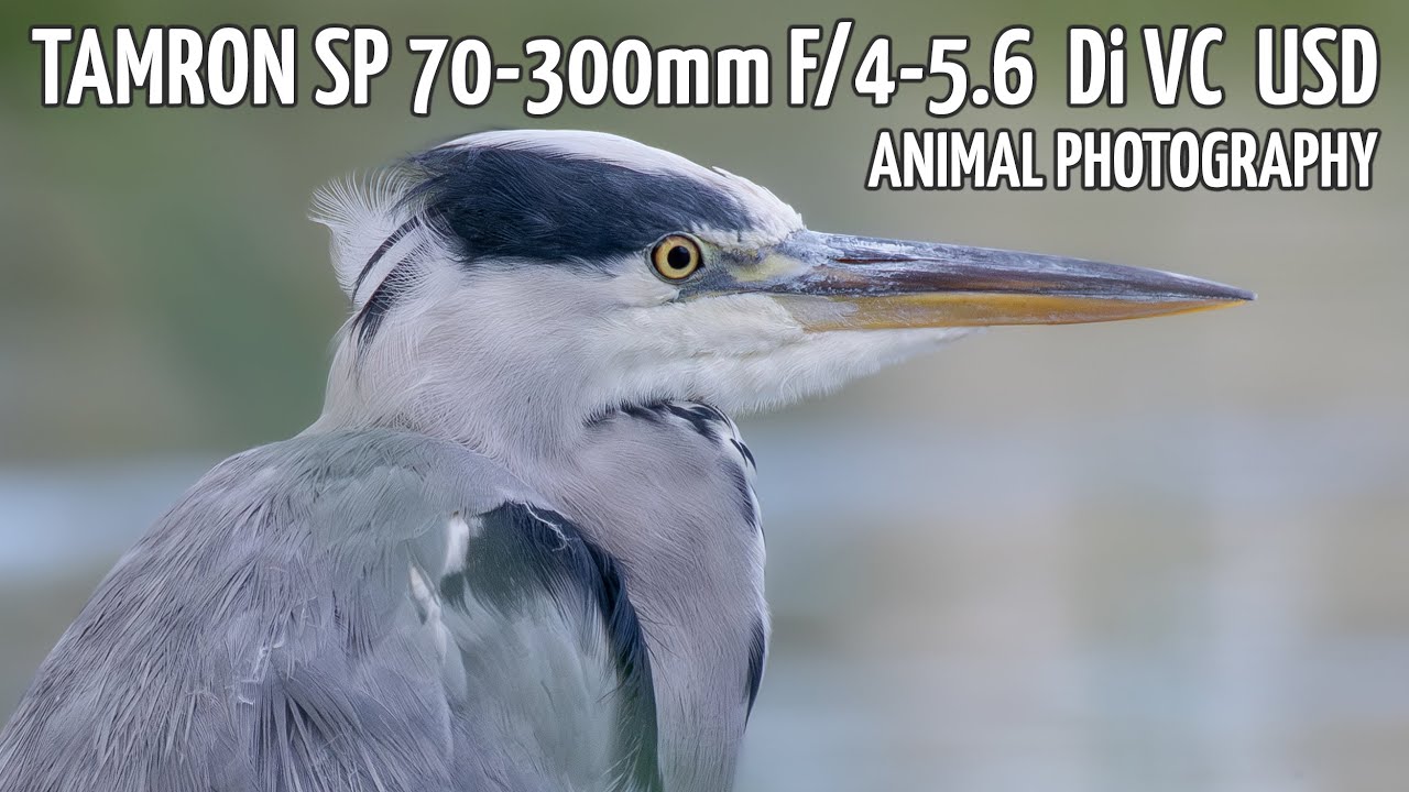 Nikon d5300 + Tamron SP 70-300mm f/4-5.6 Di VC USD (animal photography)