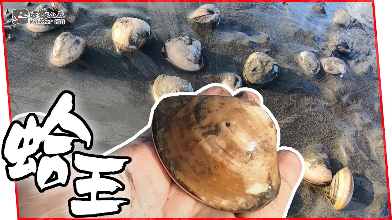 Как копать King Clam? Сколько ты хочешь съесть сегодня? Копай сам! 【Лови море】