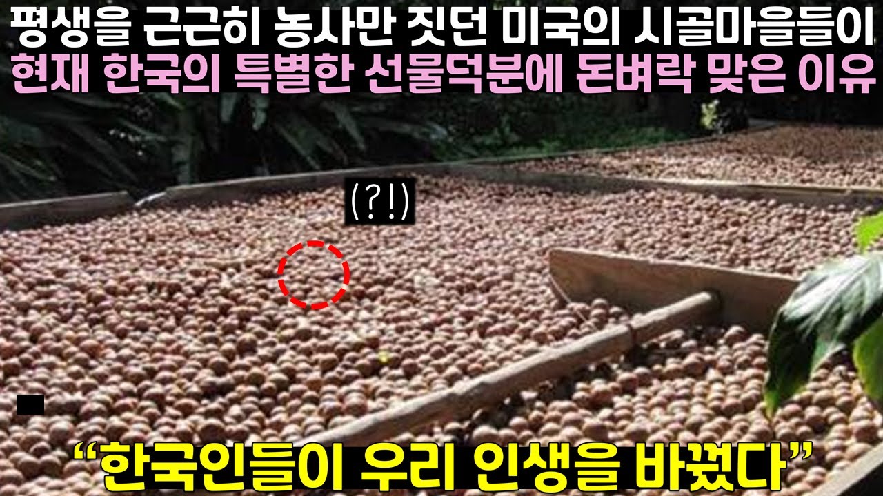 평생을 근근히 농사만 짓던 미국의 시골마을들이 현재 한국 때문에 돈벼락 맞은 이유