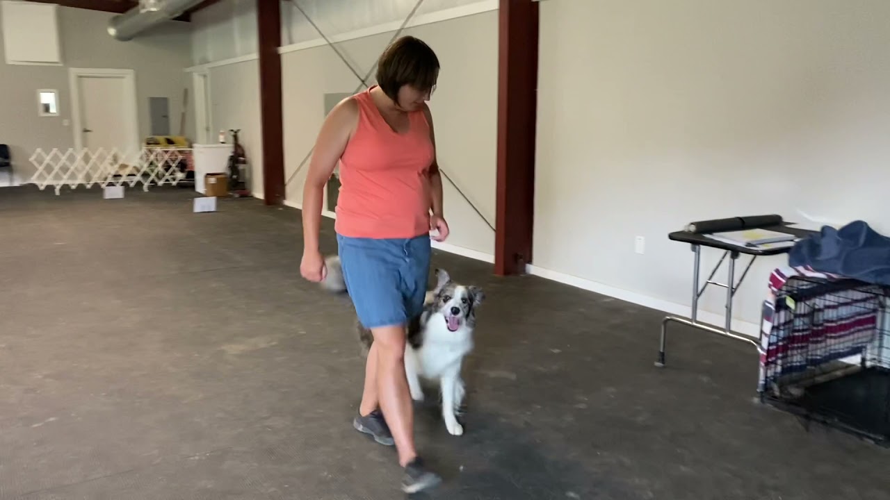 "HotShot" AKC Rally Advanced Virtual Course 5