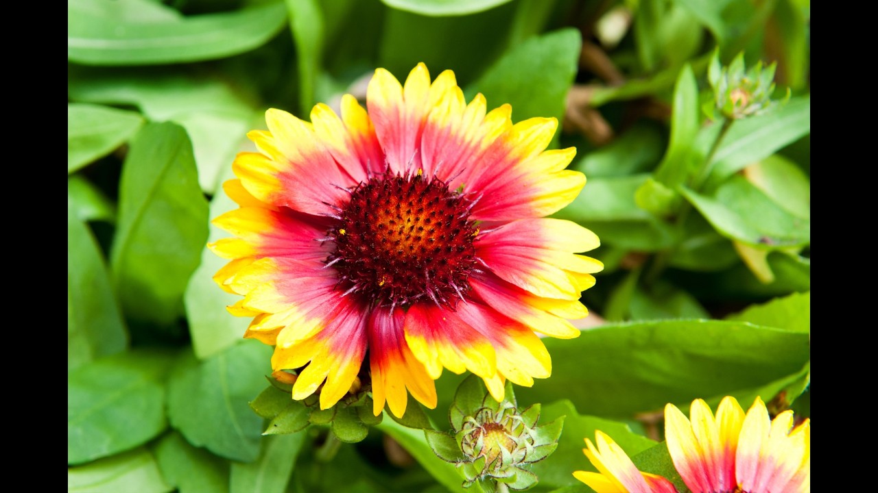 5 plantes ultra résistantes pour un jardin facile (parfait au Québec)