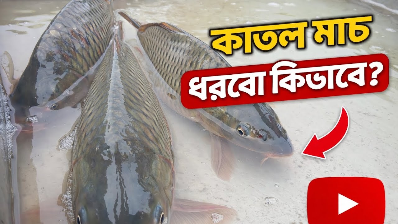 কাতলা মাছ ধরবো কিভাবে 😮😮😮 Fishing fish 😮