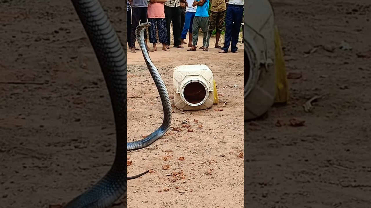 घर कर ऊपर चढ़ गया करिया कोबरा #indianspectaclecobra #cobrarescue #kingsnake #snakerescueteam