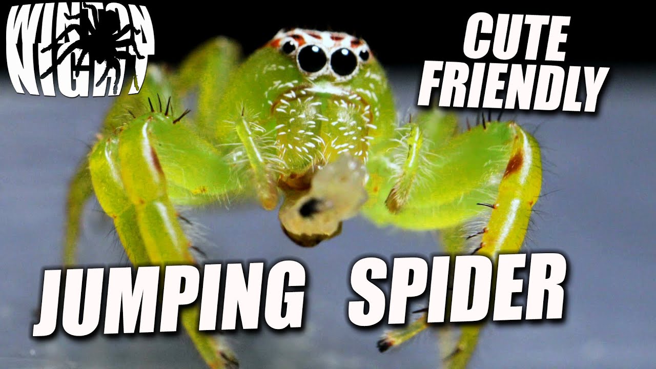 Green Jumping Spider Educational Study