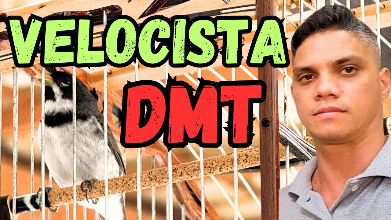 COLEIRO VELOCISTA DMT (criadouro Moraes)