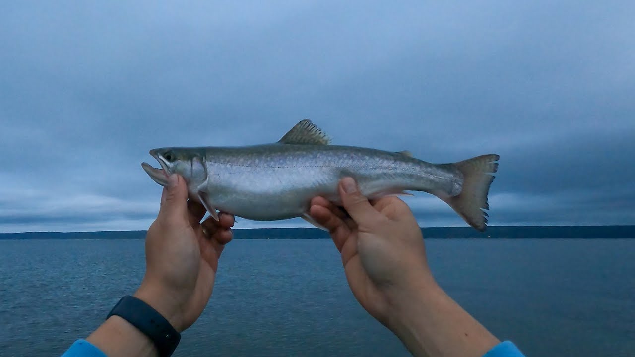 Bras D'or lake speckle trout fly fishing (drone footage)