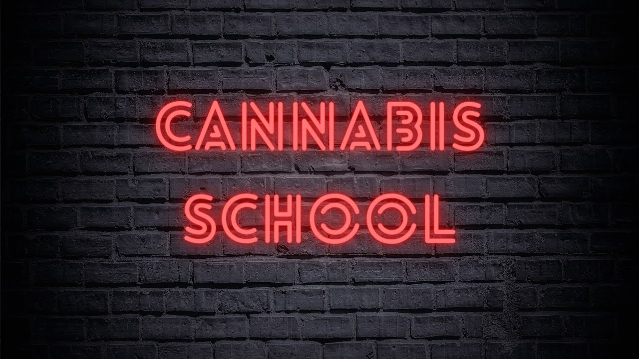 Best Strains for Anxiety