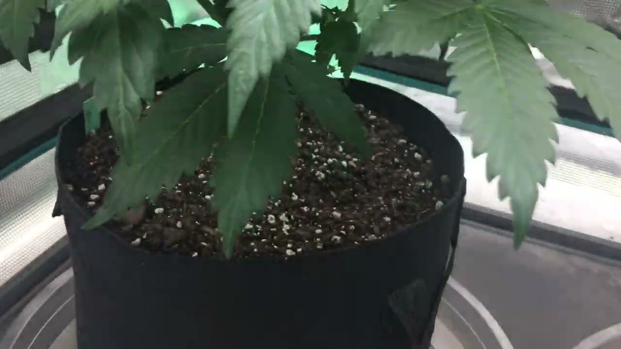 2022 winter indoor Mass Medical cannabis grow. Day 14 flower