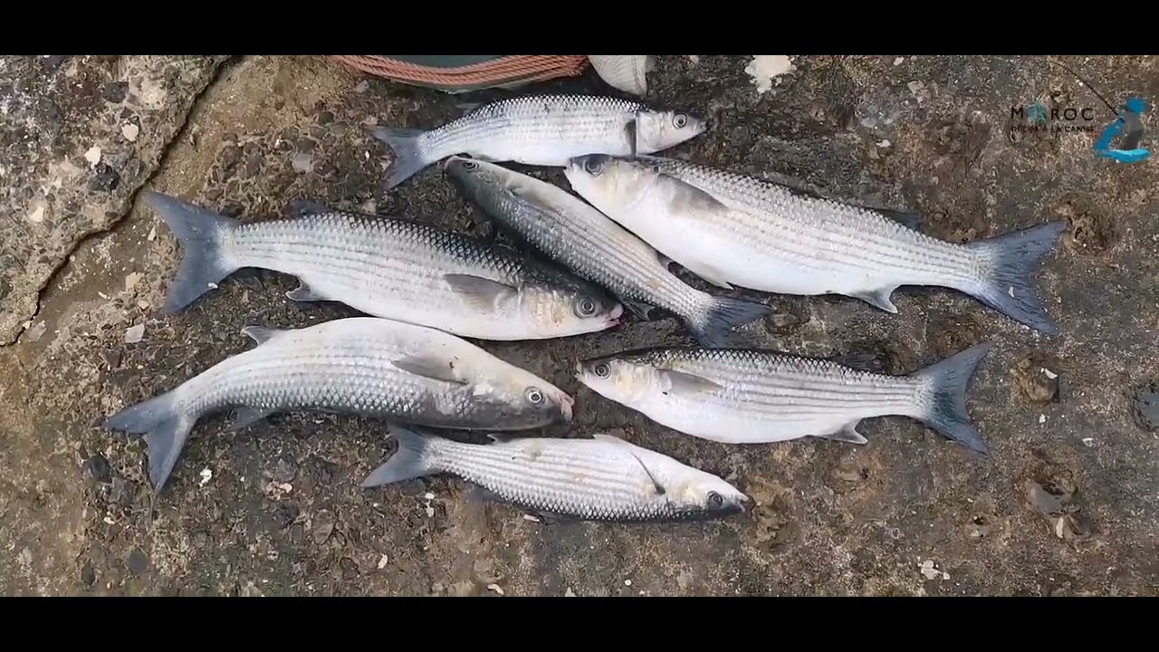 Pêche Au Maroc: شرح تفصيلي للمبتدئين#حول أحسن المصايد وأنسبها#للتعلم👌👍بمدينة الدارالبيضاء#مع الحصيلة