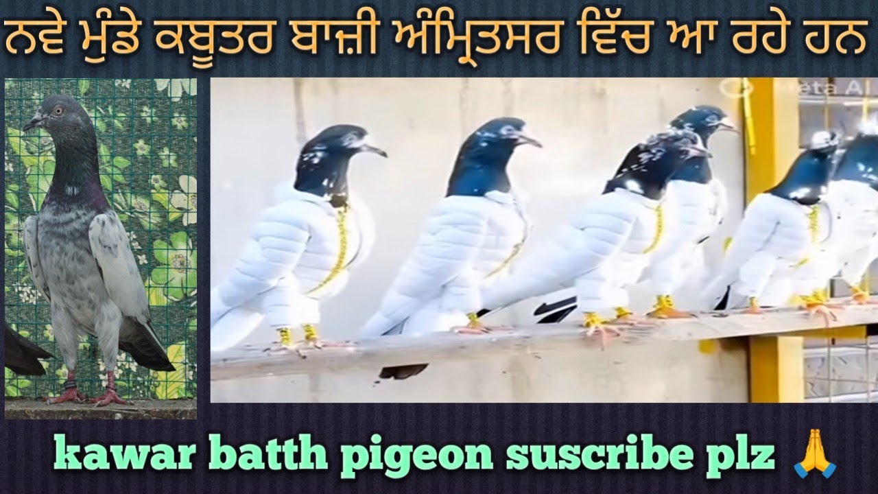 ਨਵੇ ਮੁੰਡੇ ਕਬੂਤਰ ਬਾਜ਼ੀ ਵਿੱਚ ਆ ਰਹੇ ਹਨ ਅੰਮ੍ਰਿਤਸਰ ਵਿੱਚ ਕਬੂਤਰਾਂ ਦਾ ਸੋ਼ਕ ਵੱਧ ਰਿਹਾ ਹੈ || #kawarbatthpigeon