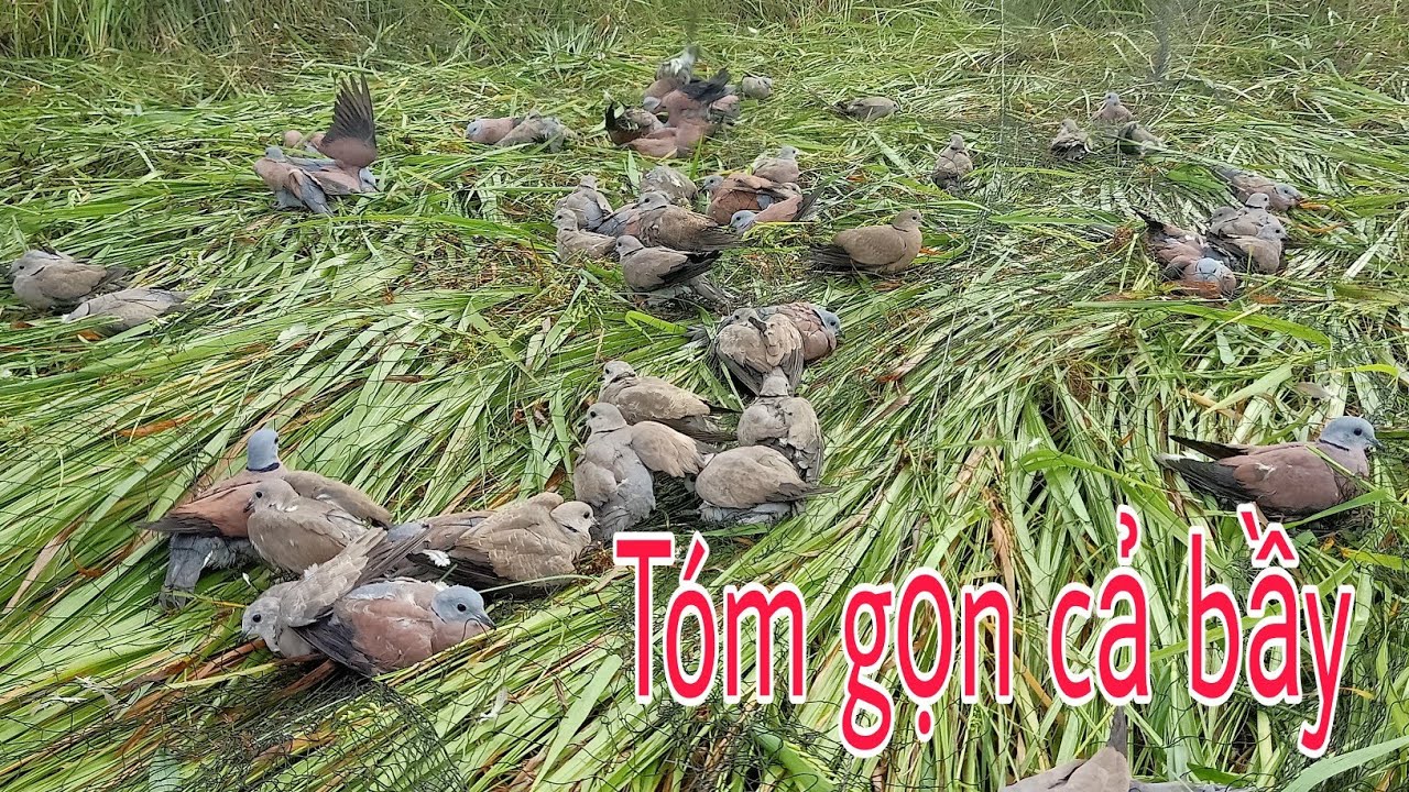 Bẫy sân mới gặp bầy cu khủng lồ và cái kết |Dẹnvlog