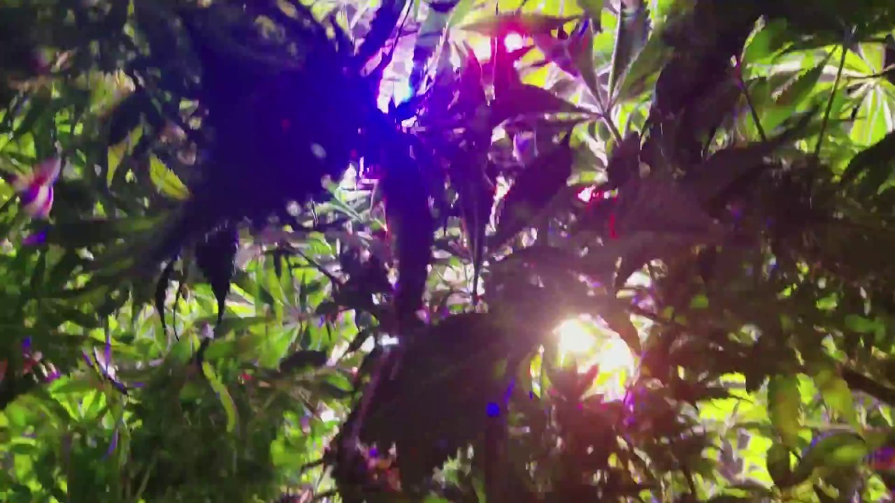 Seed To Harvest Optic 6 LED Documentary- Weed Garden Update 10