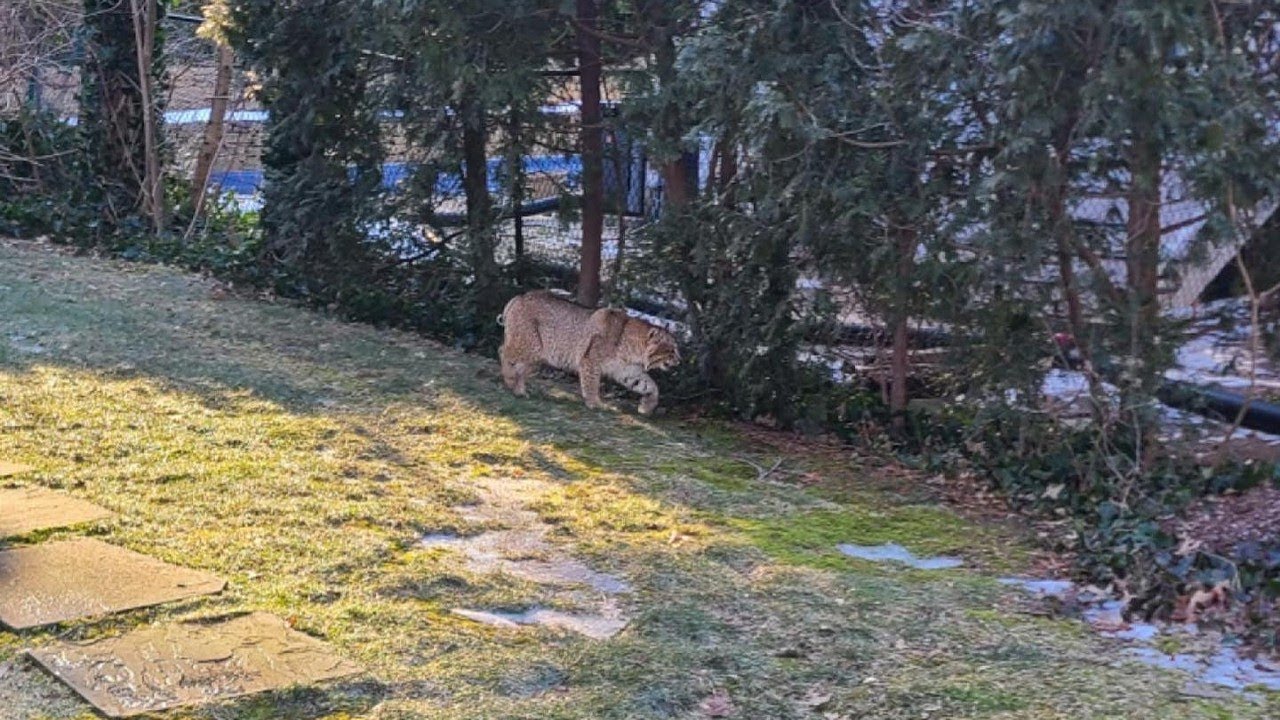 Westchester residents on high alert after multiple bobcat sightings