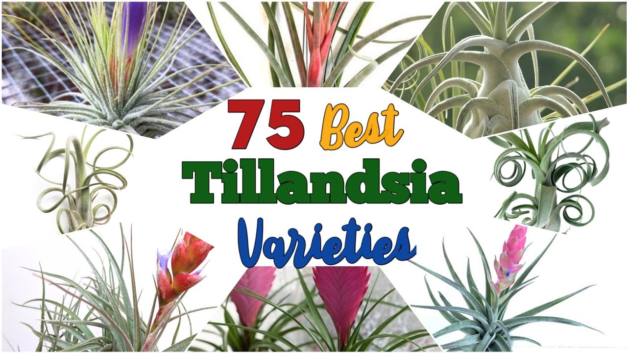 75 Tillandsia  /Air Plant Varieties