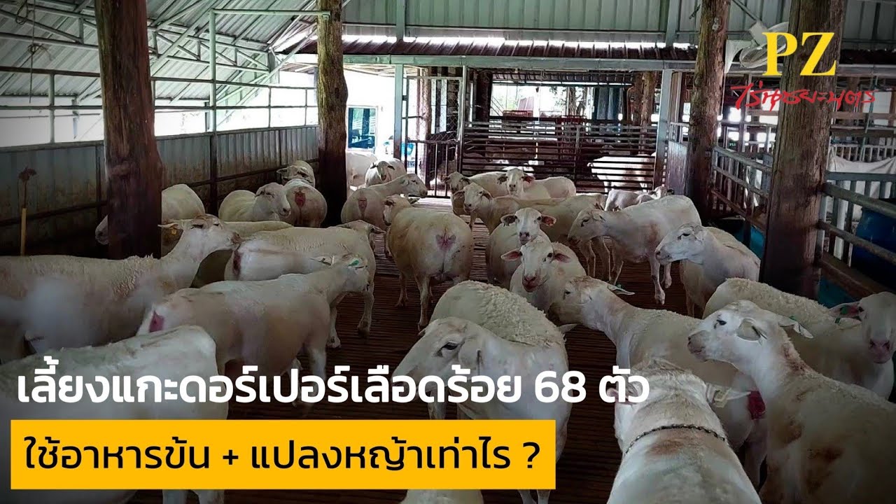 เลี้ยงแกะดอร์เปอร์เลือดร้อย 68 ตัว ใช้อาหารข้น + แปลงหญ้าเท่าไร ? @ชุมชน คนเลี้ยงแกะ