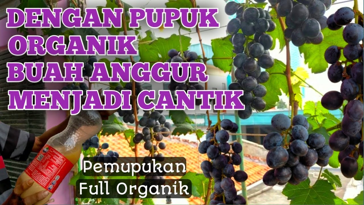 TANAMAN ANGGUR ORGANIK