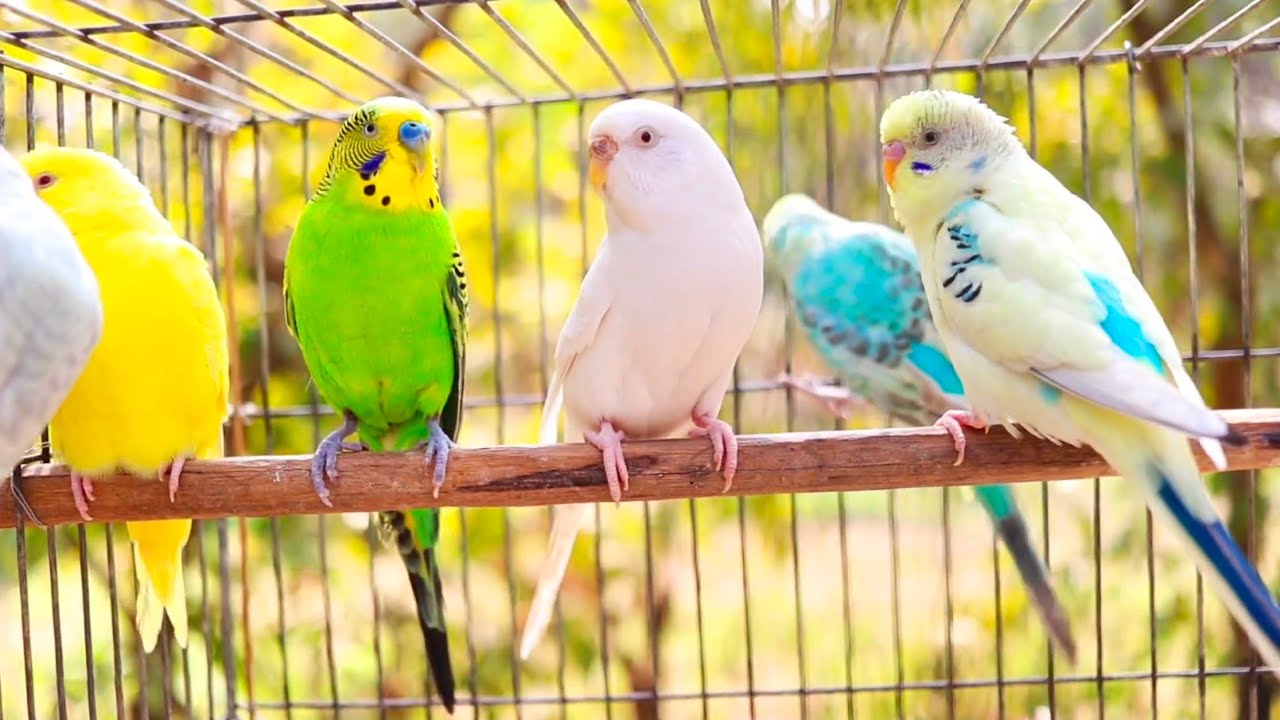 Budgies singing in Pet Store | Parakeet Sounds | 11 Hour