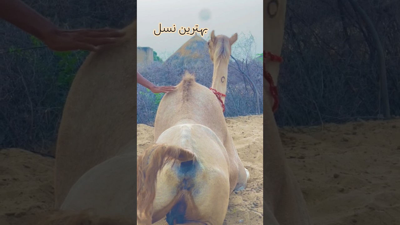 A camel of the famous breed of Tharparkar. #camel #viral #viralshort #nature #animals #youtube #view
