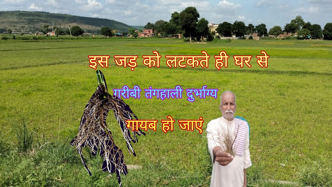 इस जड़ को प्राप्त करे घर मे आते ही  जीवन से दुर्भाग्य तंगहाली कोसों दूर भाग जाएं 