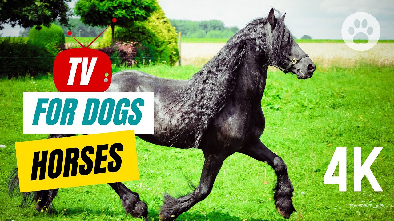 TV for Dogs 🐾 Relaxing Horse TV for Dogs to Watch and Enjoy! 🐶 Sleep Music for Dog