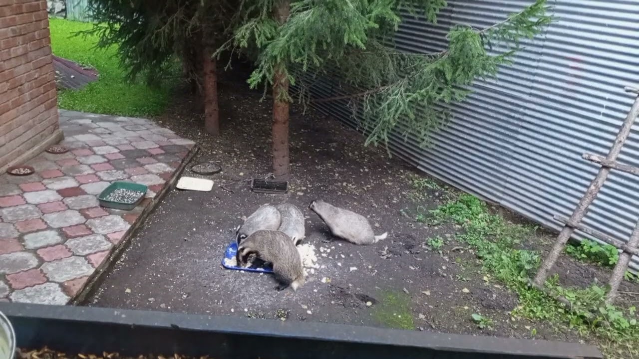 Рубрика, архивные видео про барсучат 