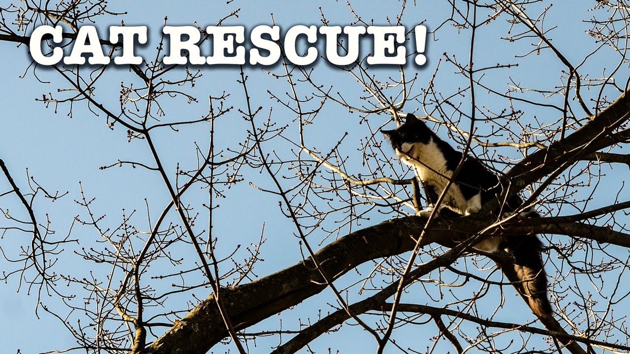 Cat Rescue! - Firefighters Rescue a Cat from a tall tree in Torrington Connecticut