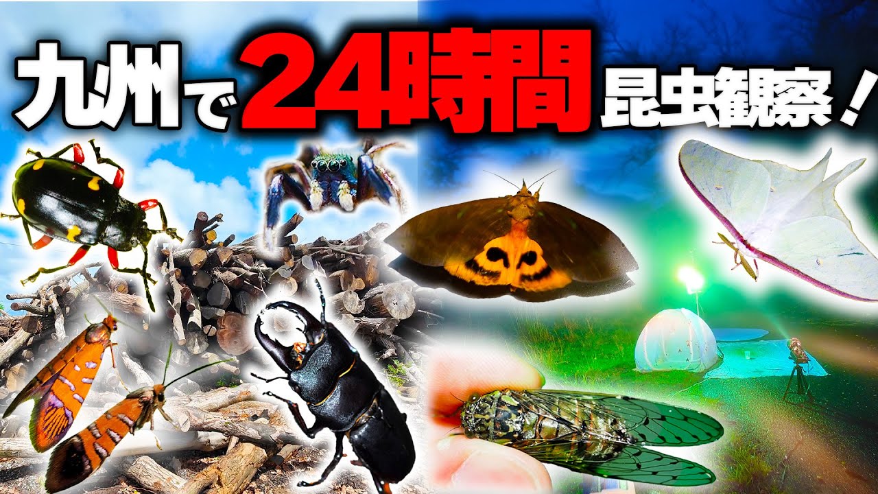 九州で24時間ぶっ通しで昆虫観察したら、憧れ続けた昆虫を発見した