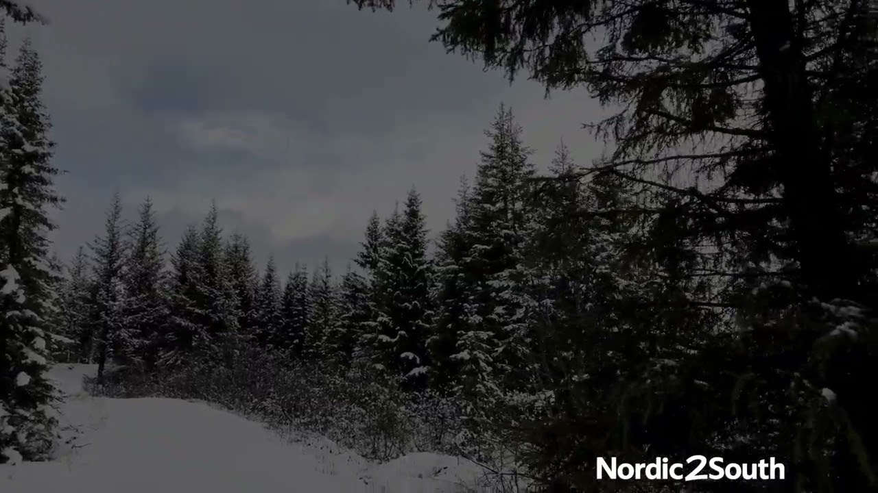 Walking through a Snowy Forest in Iceland 🇮🇸