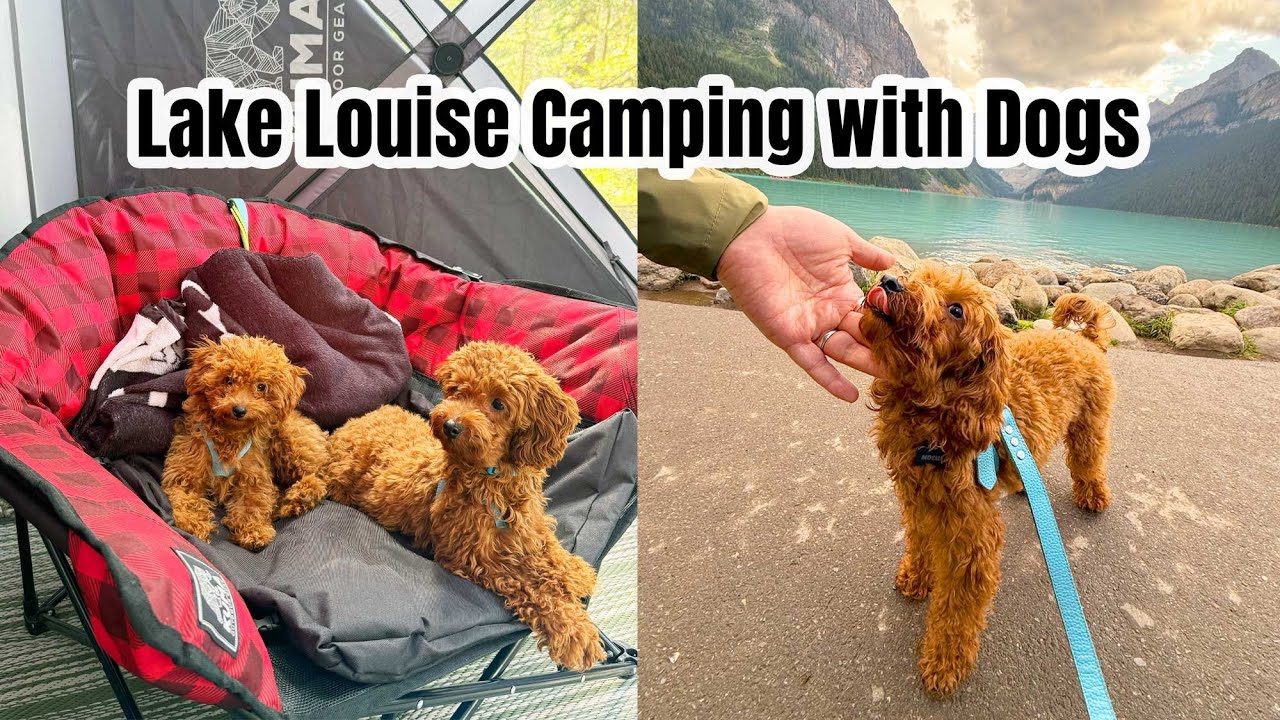 🏕️🐾 Camping with Mocha & Coco at Lake Louis | Trails & Scenic Walks