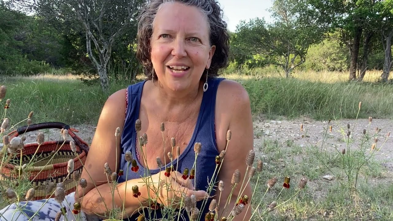 Medicinal Minute: Ratibida (aka Mexican Hat) (Ratibida columnifera)