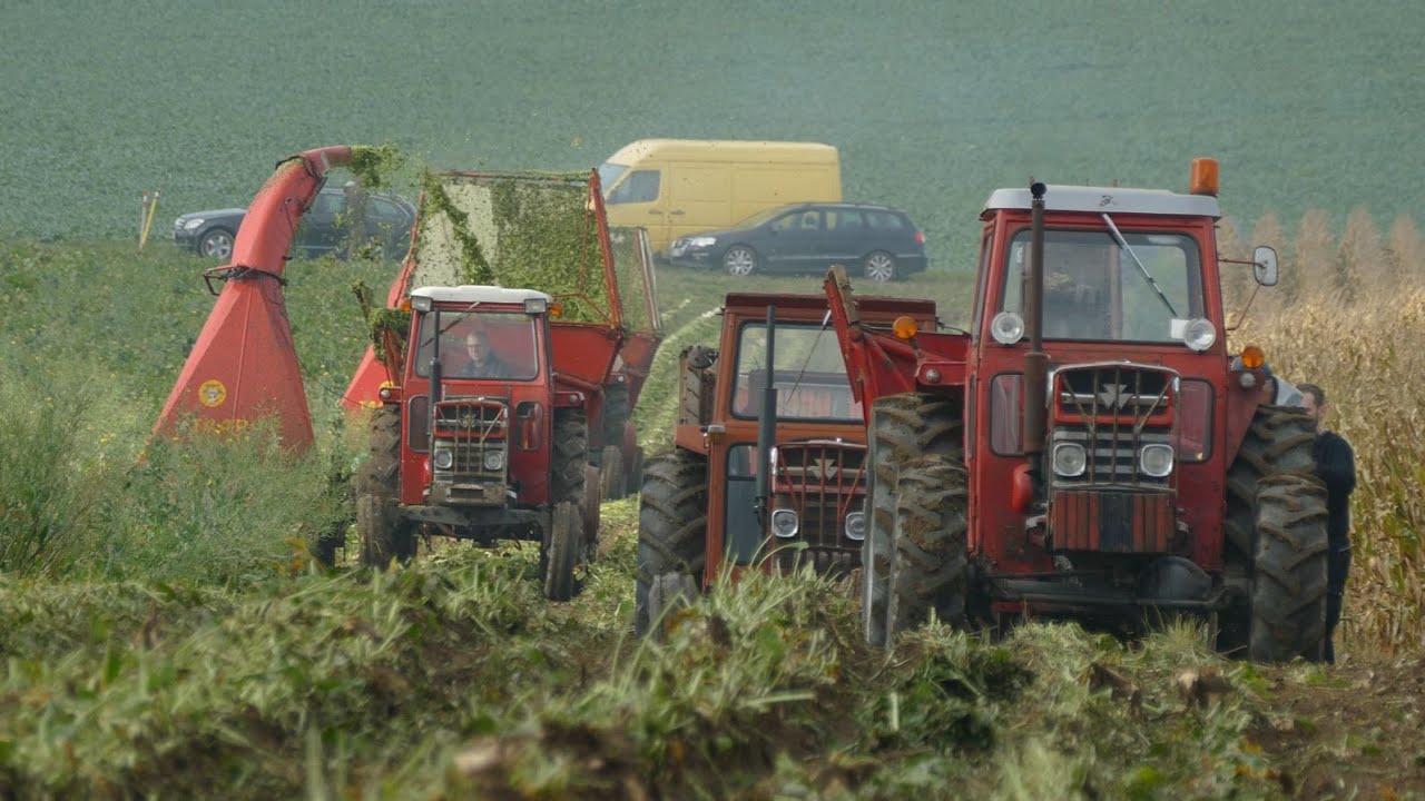 Massey Ferguson Sugar Beet Harvest - Many Cool Tractors Working In The Field At Once