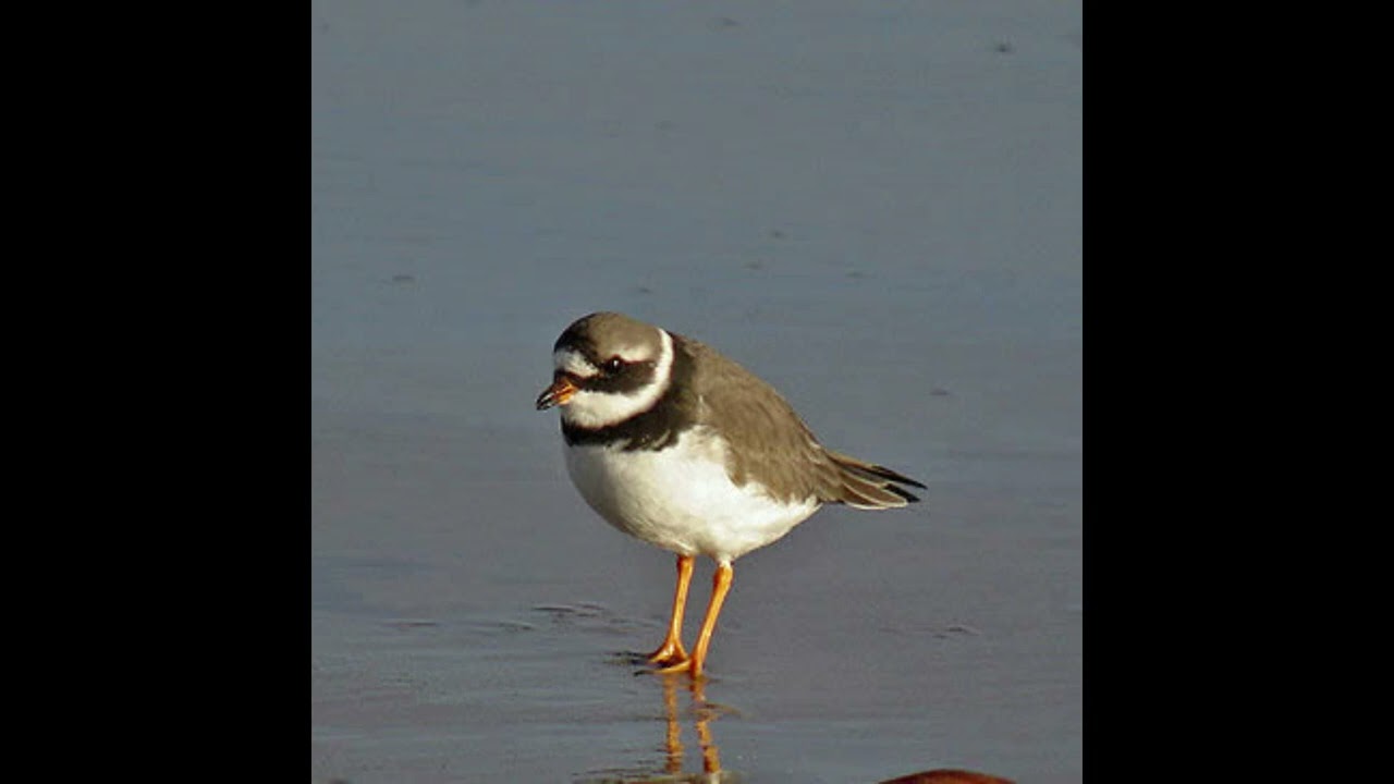 Ringed Plover Bird Call