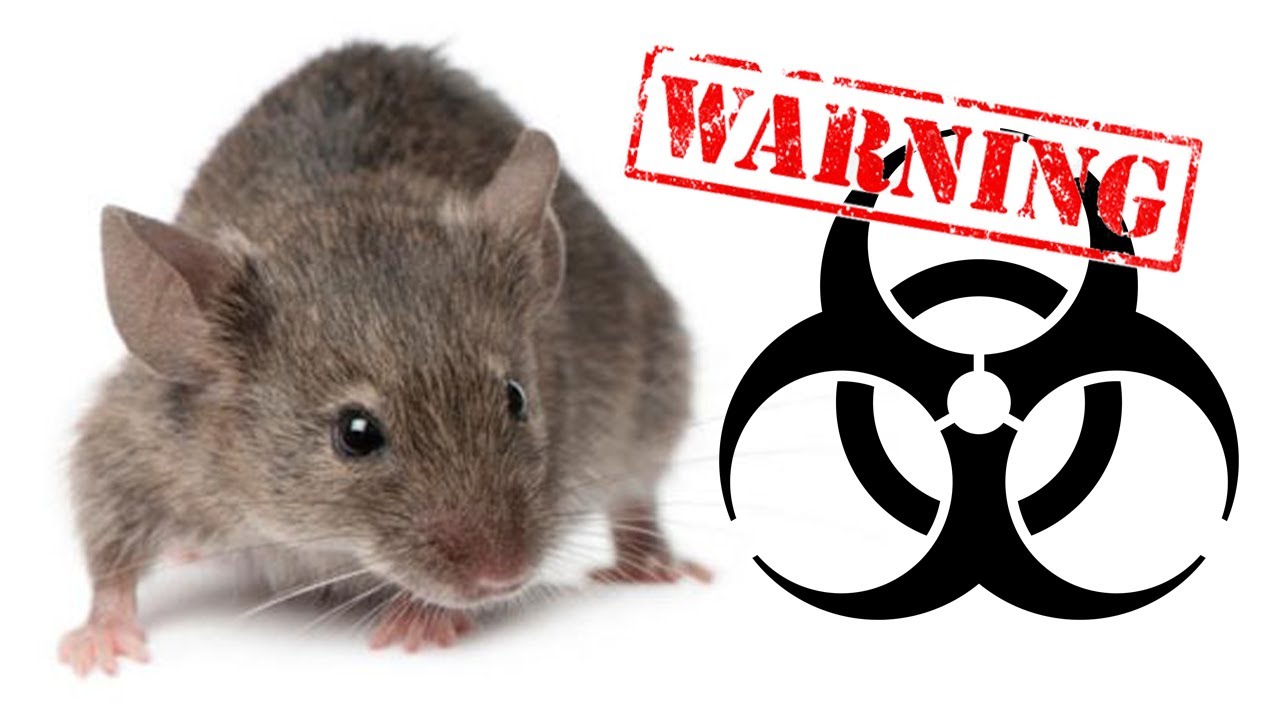 Clean Rodent Droppings - How To Safely Clean Rodent Dropping