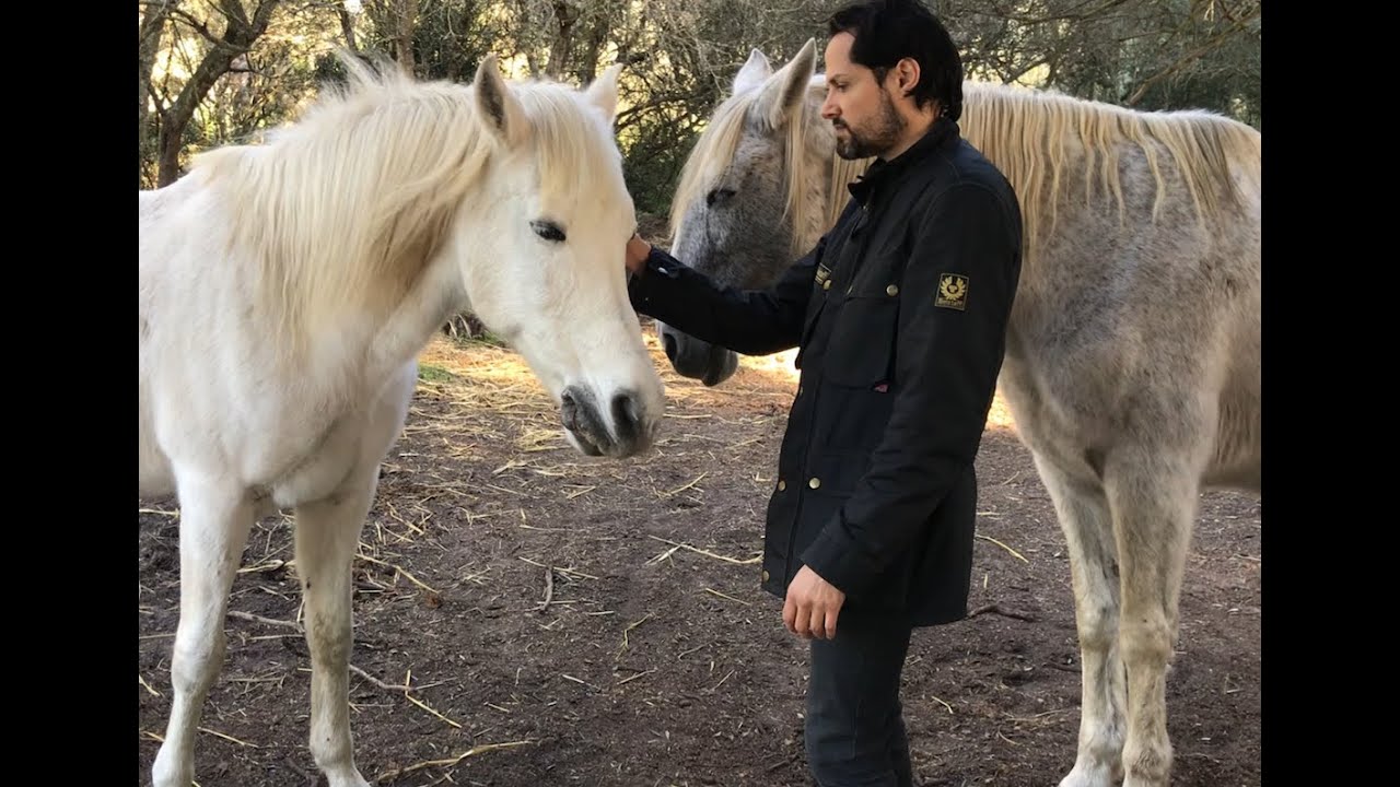 Masterson method equine bodywork in the herd