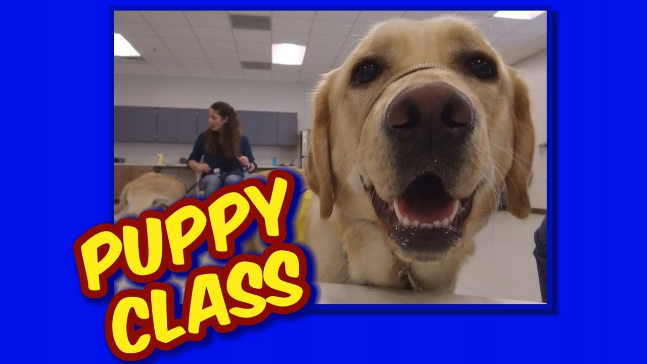 Canine Companions Puppy Class