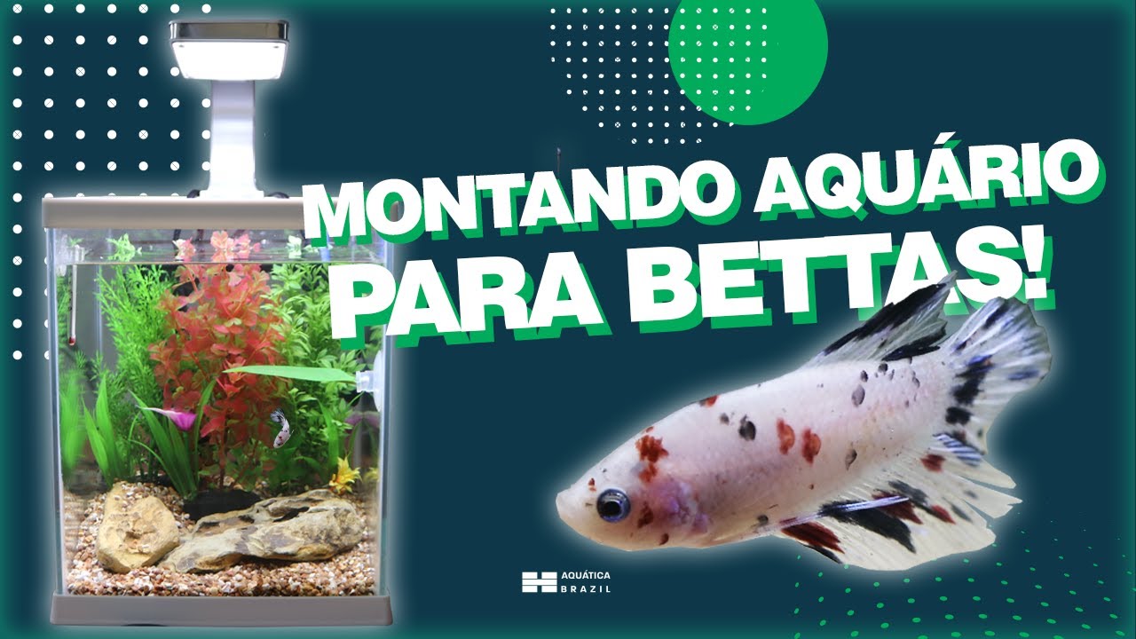 AQUARIO PARA BETTAS - Montagem completa