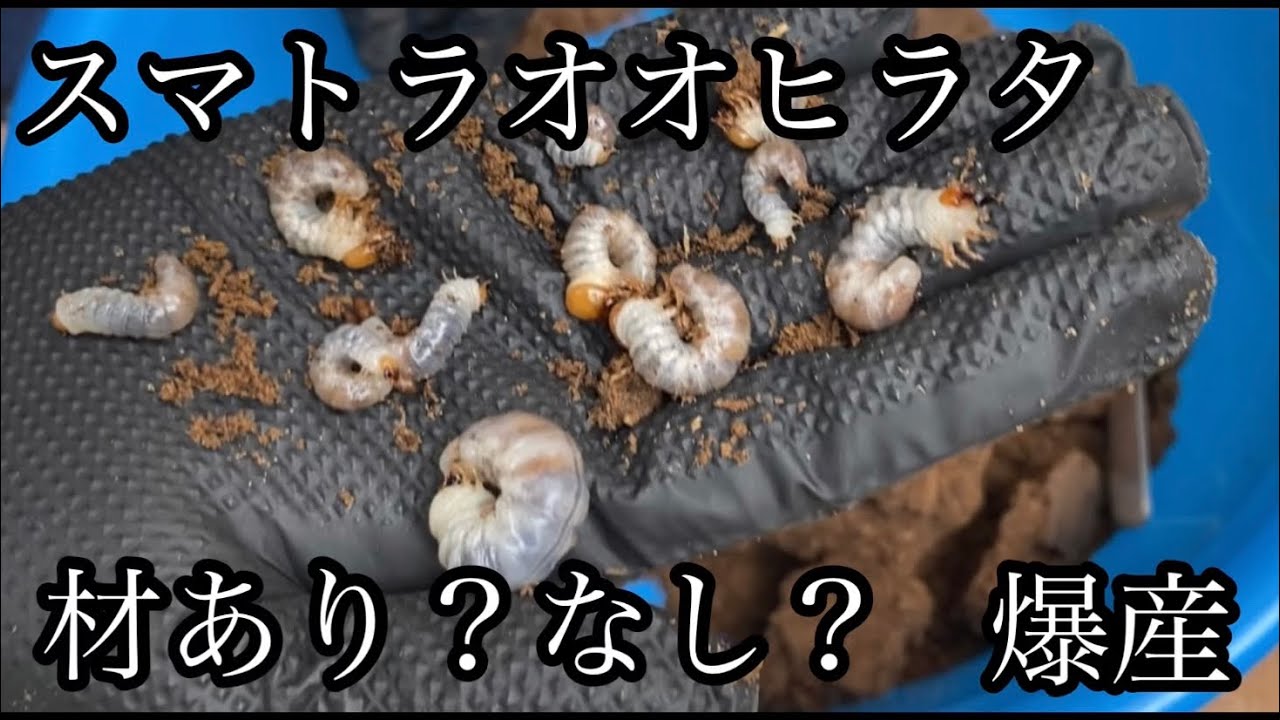 【スマトラオオヒラタ】材なし、ありを比較したかった、スマトラオオヒラタクワガタの割り出しです。