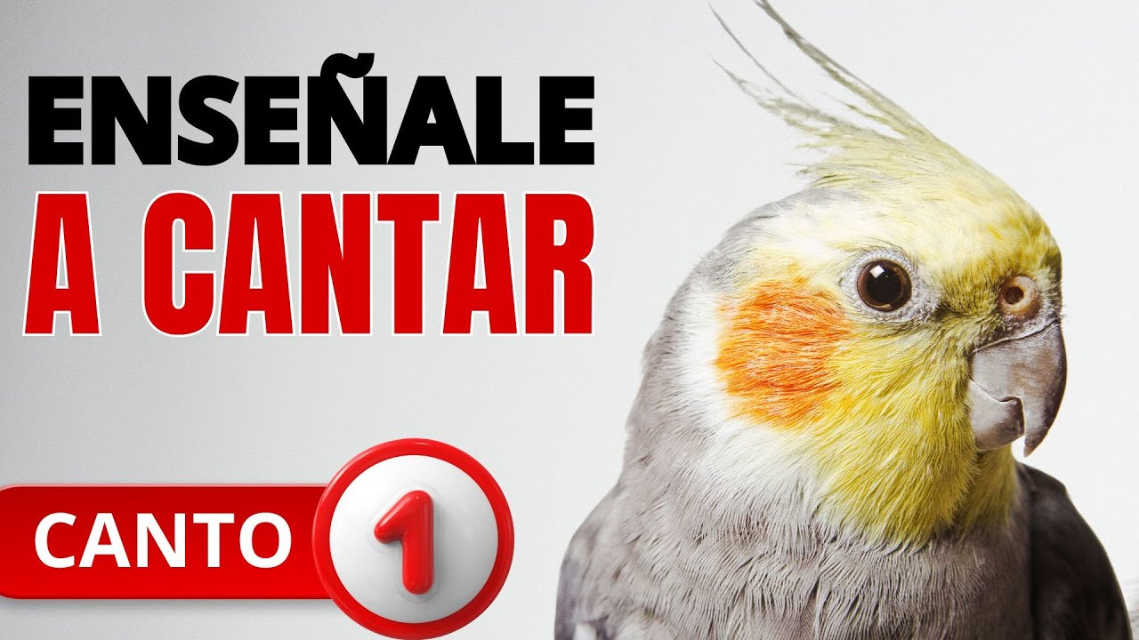 🐥¡Enseña a tu Cacatúa a Cantar en 3 Días con este Método GARANTIZADO! video #1