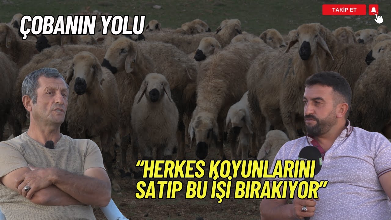 SİVAS GÜRÜN'DE KANGAL KOYUNU YETİŞTİRİCİLİĞİ I ÇOBANIN YOLU