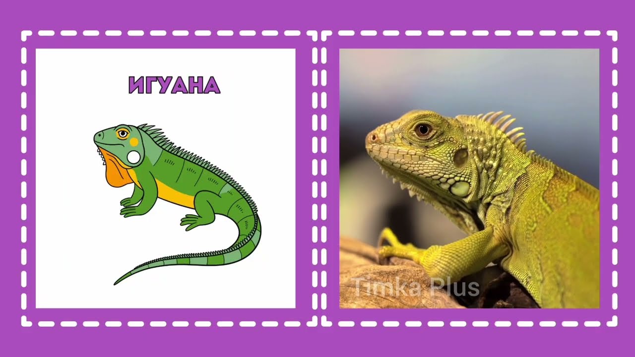 Необычные домашние животные 🦎🐍🕷️ | Видео карточки Домана и логопедические карточки для малышей👶